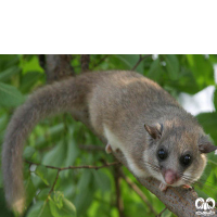 گونه سنجابک جنگلی Fat Dormouse